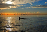 Botany Bay Sunrise Paddle